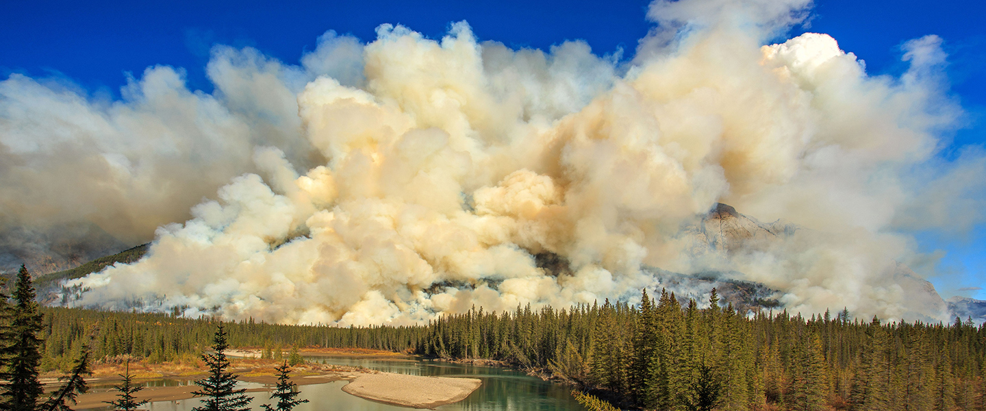 What does my insurance cover in case of wildfires?