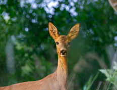 Watch out for deer!