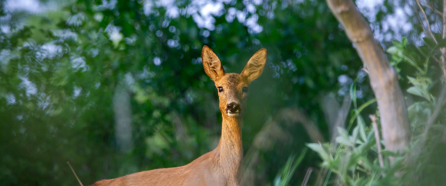 Watch out for deer!